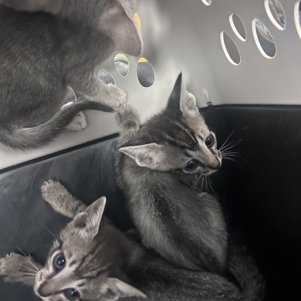 Shelter Stray Unknown Cat last seen , Animal Care & Control Team of Philly, 111 W Hunting Park Ave, Philadelphia, PA 19140, USA