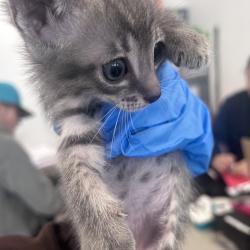 Shelter Stray Unknown Cat last seen , Animal Care & Control Team of Philly, 111 W Hunting Park Ave, Philadelphia, PA 19140, USA