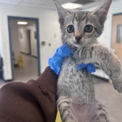 Shelter Stray Unknown Cat last seen , Animal Care & Control Team of Philly, 111 W Hunting Park Ave, Philadelphia, PA 19140, USA