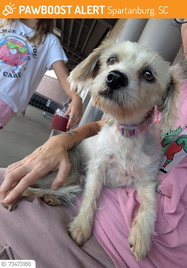 Found/Stray Female Dog last seen Keats Dr. And W. Blackstock Rd, Spartanburg, SC 29301