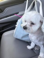 Reunited Male Dog last seen Rancho del Rey pkwy, Chula Vista, CA 91910