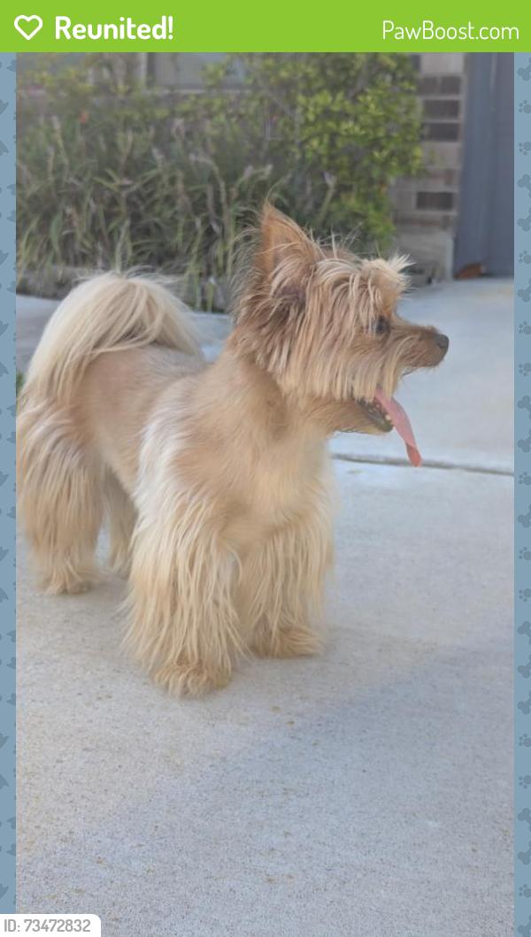 Reunited Female Dog last seen Mandola farms dr, Richmond, TX 77406