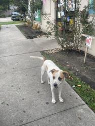 Found/Stray Male Dog last seen El Mercadito, Conroe, TX 77301