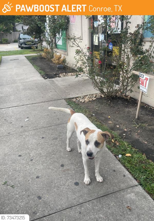 Found/Stray Male Dog last seen El Mercadito, Conroe, TX 77301