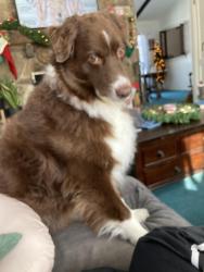Lost Male Dog last seen Near Blackpoint road Hillsborough NJ, Hillsborough Township, NJ 08844