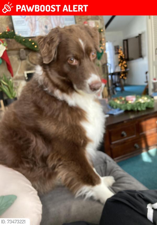 Lost Male Dog last seen Near Blackpoint road Hillsborough NJ, Hillsborough Township, NJ 08844