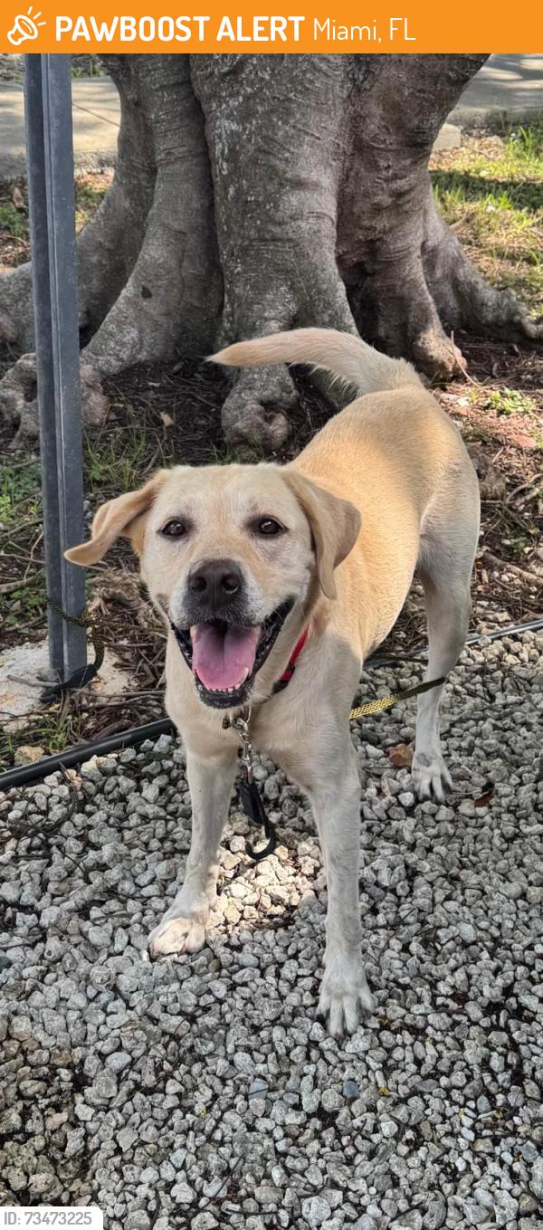 Found/Stray Male Dog last seen coral way and 82nd ave, Miami, FL 33155