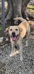 Found/Stray Male Dog last seen coral way and 82nd ave, Miami, FL 33155