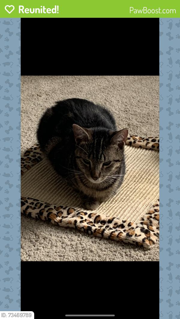 Reunited Female Cat last seen Jordan ridge lane and trunececk, Raleigh, NC 27603