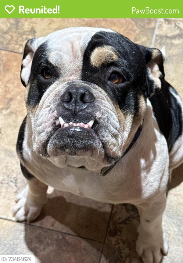 Reunited Unknown Dog last seen Near near Woodland Hills, Humble, TX 77338