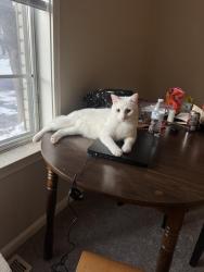 Lost Male Cat last seen Near and Binford, Indianapolis, IN 46220