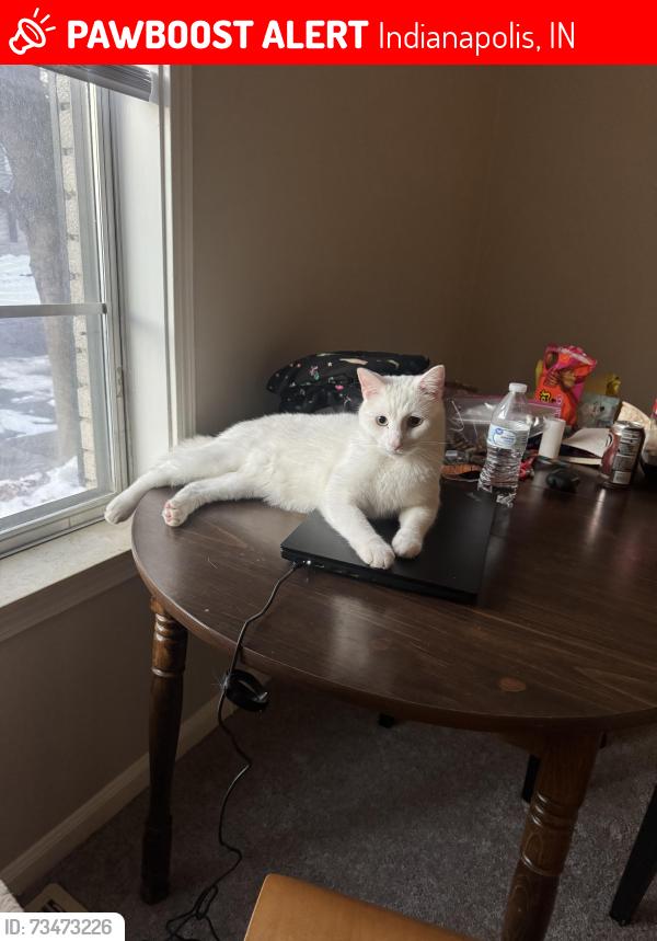 Lost Male Cat last seen Near and Binford, Indianapolis, IN 46220