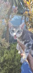 Found/Stray Male Cat last seen Harvard, Oakland, CA 94610