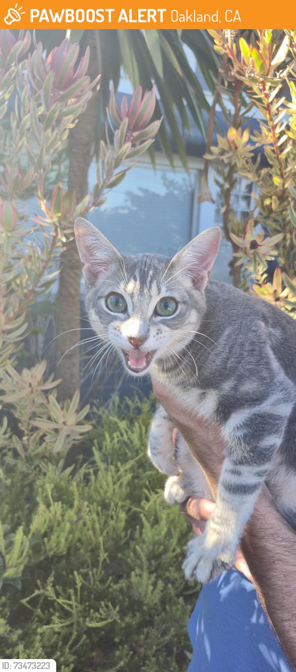 Found/Stray Male Cat last seen Harvard, Oakland, CA 94610