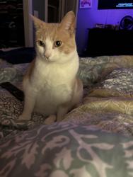Lost Male Cat last seen Hazel Ave and Cherry St, Burlington, WA 98233