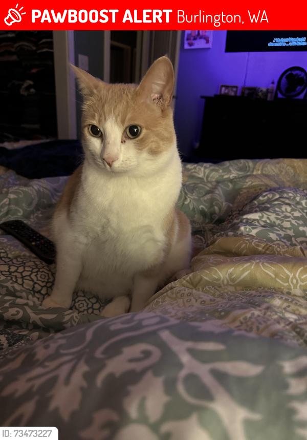Lost Male Cat last seen Hazel Ave and Cherry St, Burlington, WA 98233
