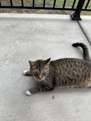 Lost Female Cat last seen Sun City Blv, Georgetown, TX 78633