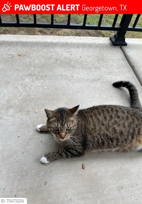 Lost Female Cat last seen Sun City Blv, Georgetown, TX 78633