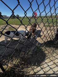 Found/Stray Male Dog last seen Lincoln & Webb, Wichita, KS 67207