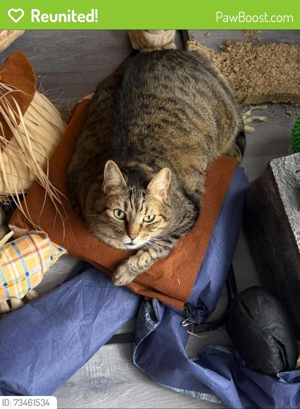 Reunited Male Cat last seen Kenilworth Ave, Staten Island, NY 10312, USA, Staten Island, NY 10312