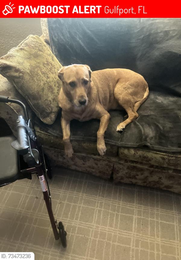 Lost Female Dog last seen 61st street 7th Ave S Gulfport, Gulfport, FL 33707