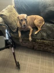 Lost Female Dog last seen 61st street 7th Ave S Gulfport, Gulfport, FL 33707