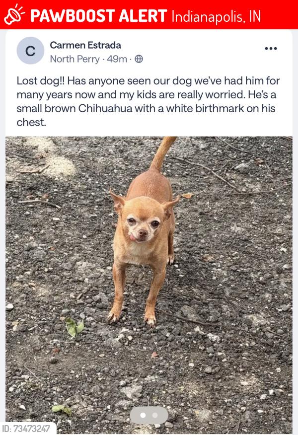 Lost Male Dog last seen Harding st and sumner ave, Indianapolis, IN 46217