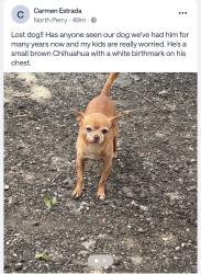 Lost Male Dog last seen Harding st and sumner ave, Indianapolis, IN 46217