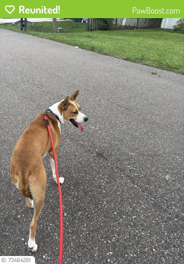 Reunited Male Dog last seen Schooner cove, Tampa, FL 33616