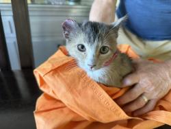 Reunited Unknown Cat last seen Sepulveda & Manchester, Los Angeles, CA 90045