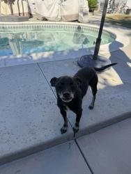 Lost Male Dog last seen Berkley pomona CA 91768, Pomona, CA 91768