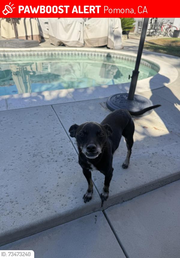 Lost Male Dog last seen Berkley pomona CA 91768, Pomona, CA 91768