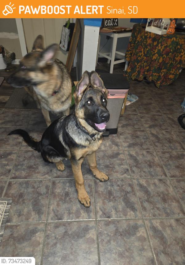 Found/Stray Male Dog last seen Sanai area, Sinai, SD 57061