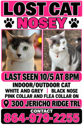 Reunited Female Cat last seen Near Jericho ridge trl, Easley, SC 29640