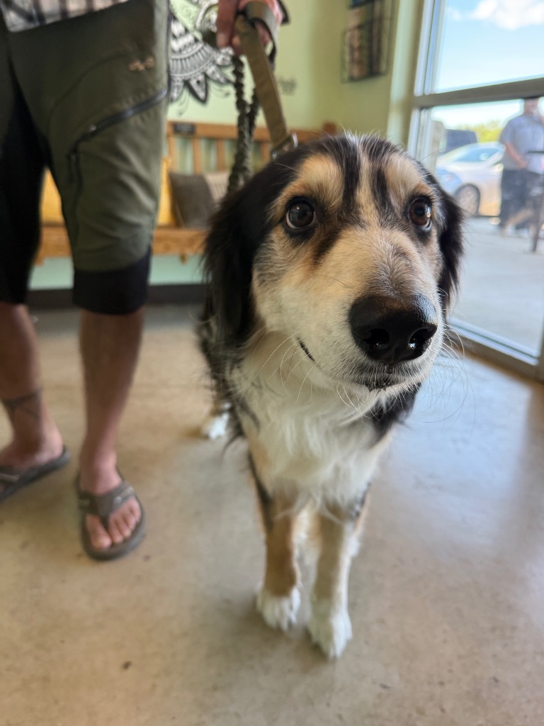 Shelter Stray Male Dog last seen Bexar County, 3353 Morningside Dr, New Braunfels, TX 78132, USA