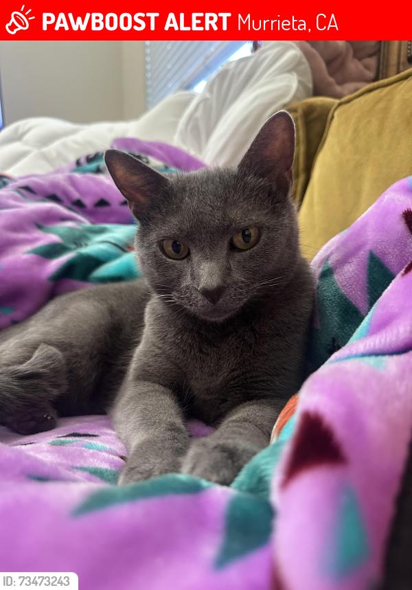 Lost Female Cat last seen Murrieta Hot Springs Road, Murrieta, CA 92563