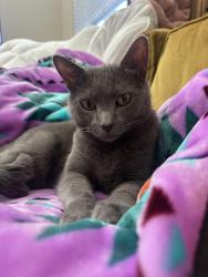 Lost Female Cat last seen Murrieta Hot Springs Road, Murrieta, CA 92563