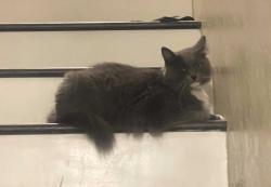 Lost Female Cat last seen Los olivos neighborhood, Salinas, CA 93901