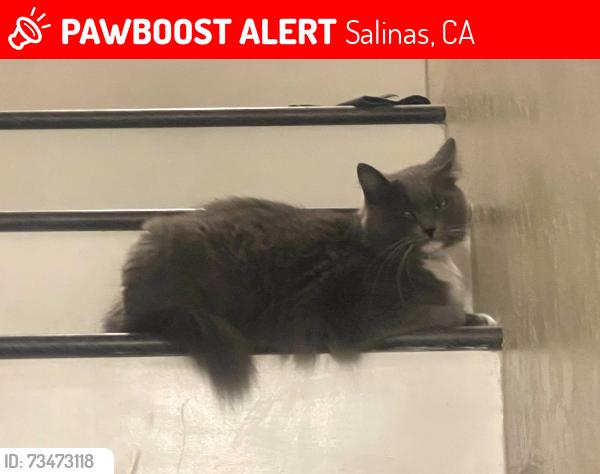 Lost Female Cat last seen Los olivos neighborhood, Salinas, CA 93901