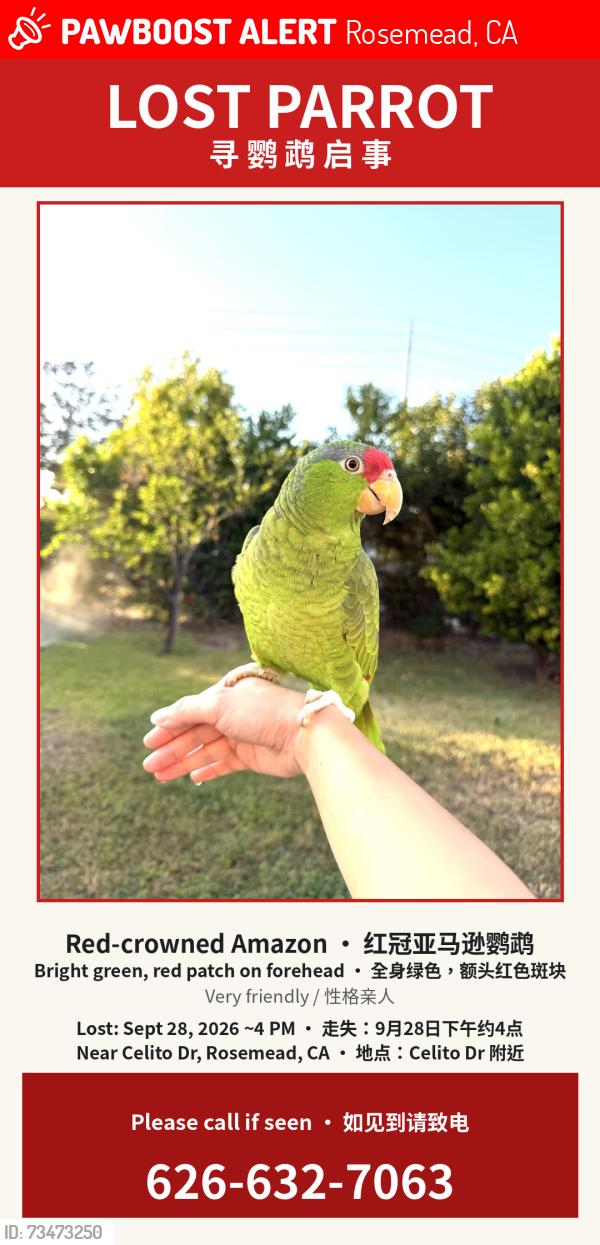 Lost Unknown Bird last seen Near Celito Dr, Rosemead, CA 91770