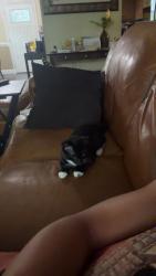 Reunited Male Cat last seen Near S Harrison Rd, Sterling, VA 20164, USA, Sterling, VA 20164
