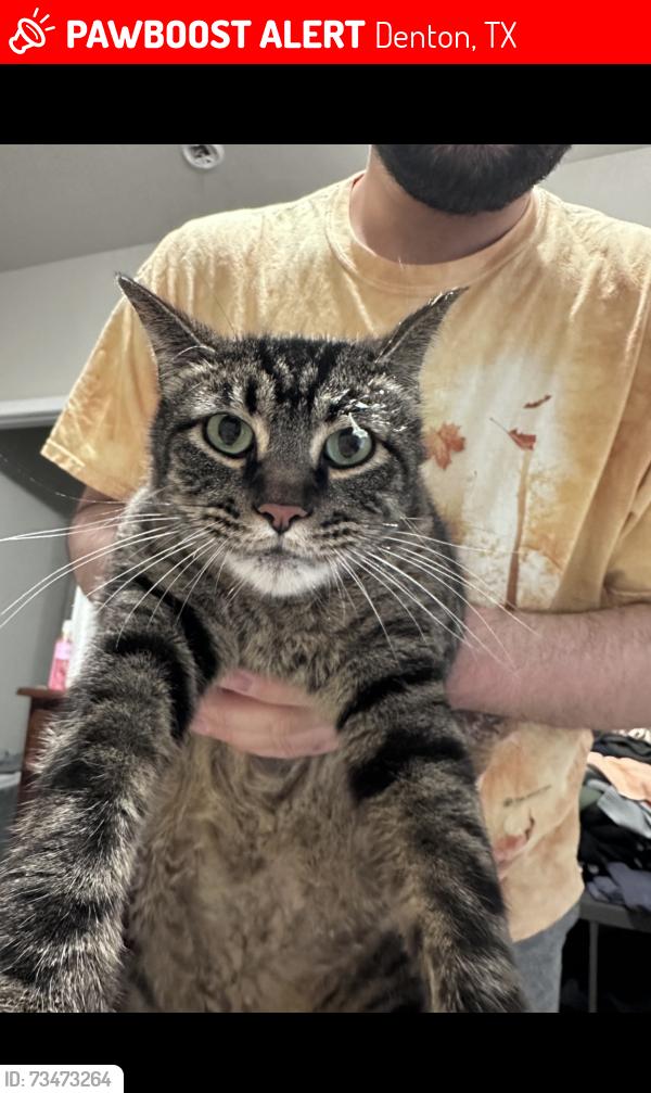Lost Male Cat last seen Par Dr and Edwards Rd, Denton, TX 76208