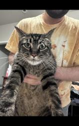 Lost Male Cat last seen Par Dr and Edwards Rd, Denton, TX 76208