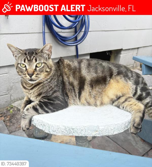 Lost Male Cat last seen Commonwealth and Detroit, Jacksonville, FL 32254