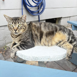 Lost Male Cat last seen Commonwealth and Detroit, Jacksonville, FL 32254