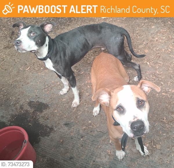 Found/Stray Male Dog last seen Near and High Valley trail, Richland County, SC 29203