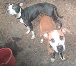 Found/Stray Male Dog last seen Near and High Valley trail, Richland County, SC 29203