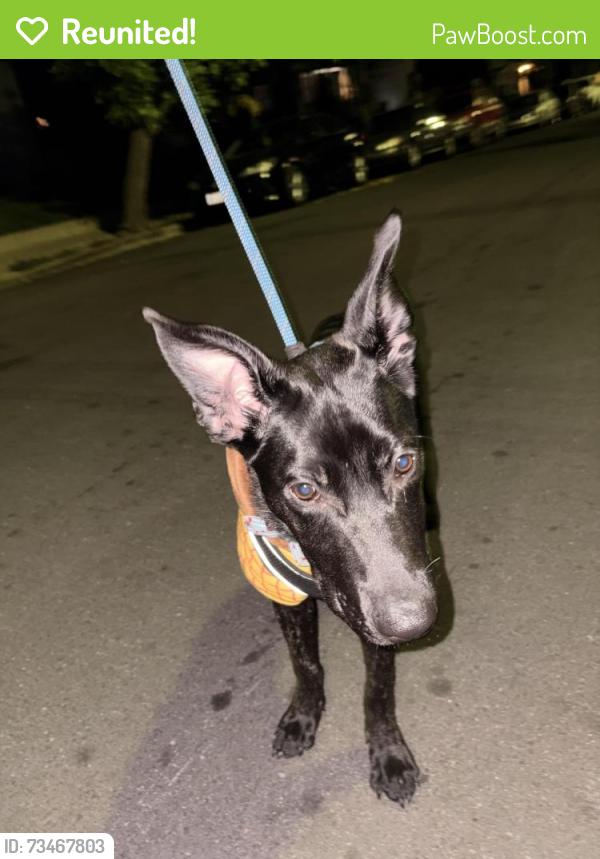 Reunited Male Dog last seen Powell St and San Pablo Ave, Emeryville, CA 94608