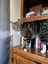 Lost Male Cat last seen Woodberry st and Meridian road, Meridian, ID 83646