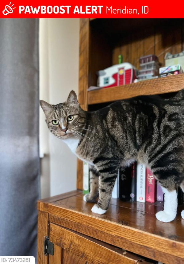 Lost Male Cat last seen Woodberry st and Meridian road, Meridian, ID 83646